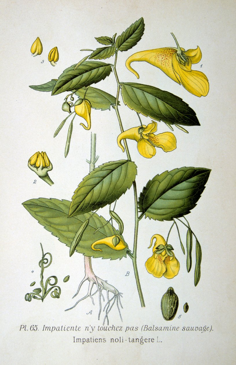 Bálsamo do tipo "toque-me-não", 1893 de Unbekannt