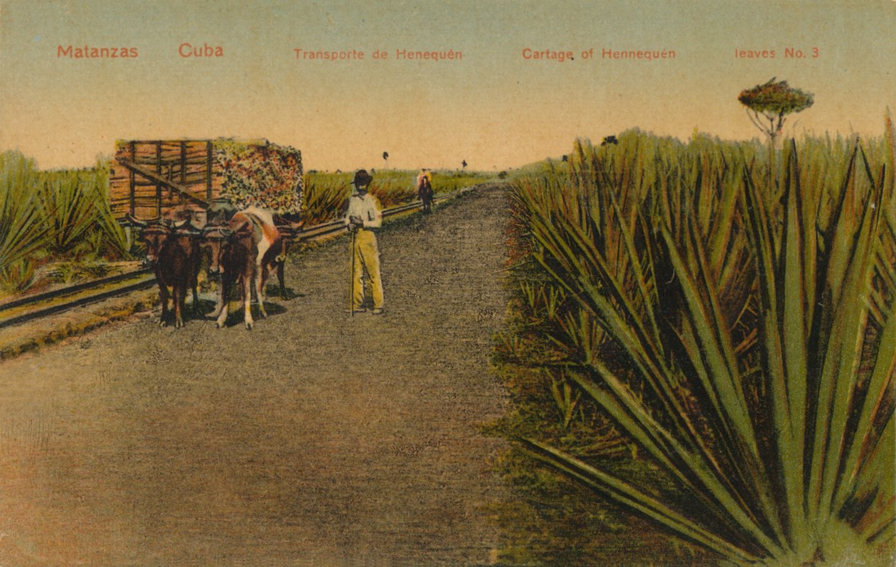 Transportando folhas Henequen, Matanzas - Cuba, de Unbekannt