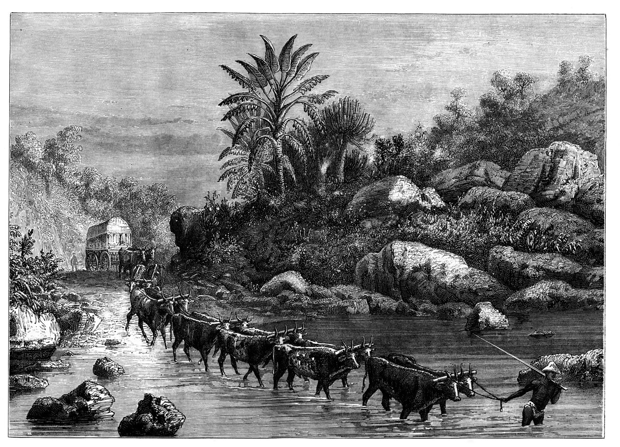 Viajando em Griqualand, África do Sul, c1890 de Unbekannt