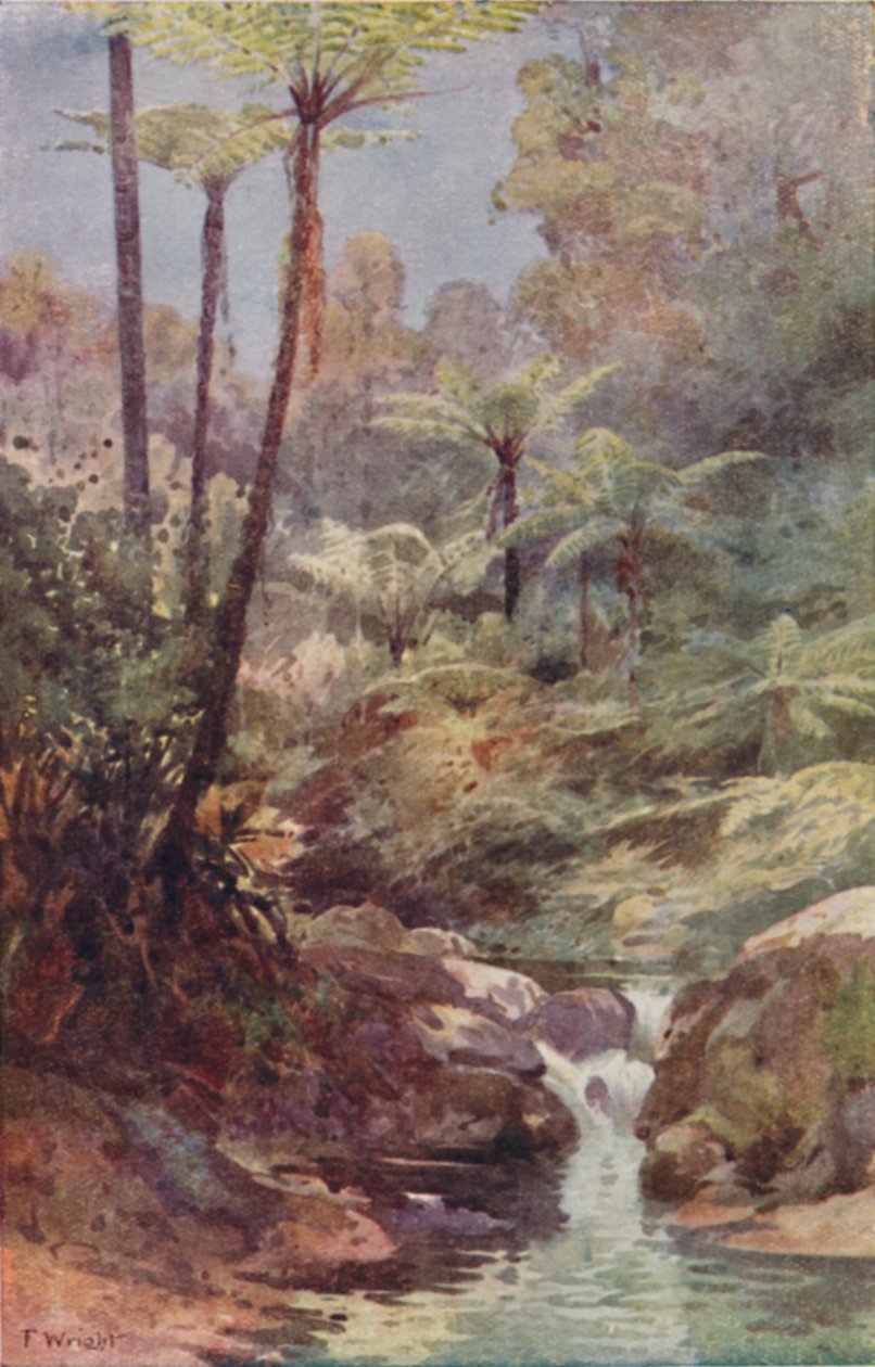 Árvore-samambaias, 1923. de Unbekannt