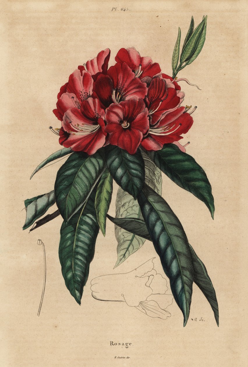 Rododendro de árvores, Rhododendro arbóreo de Unbekannt