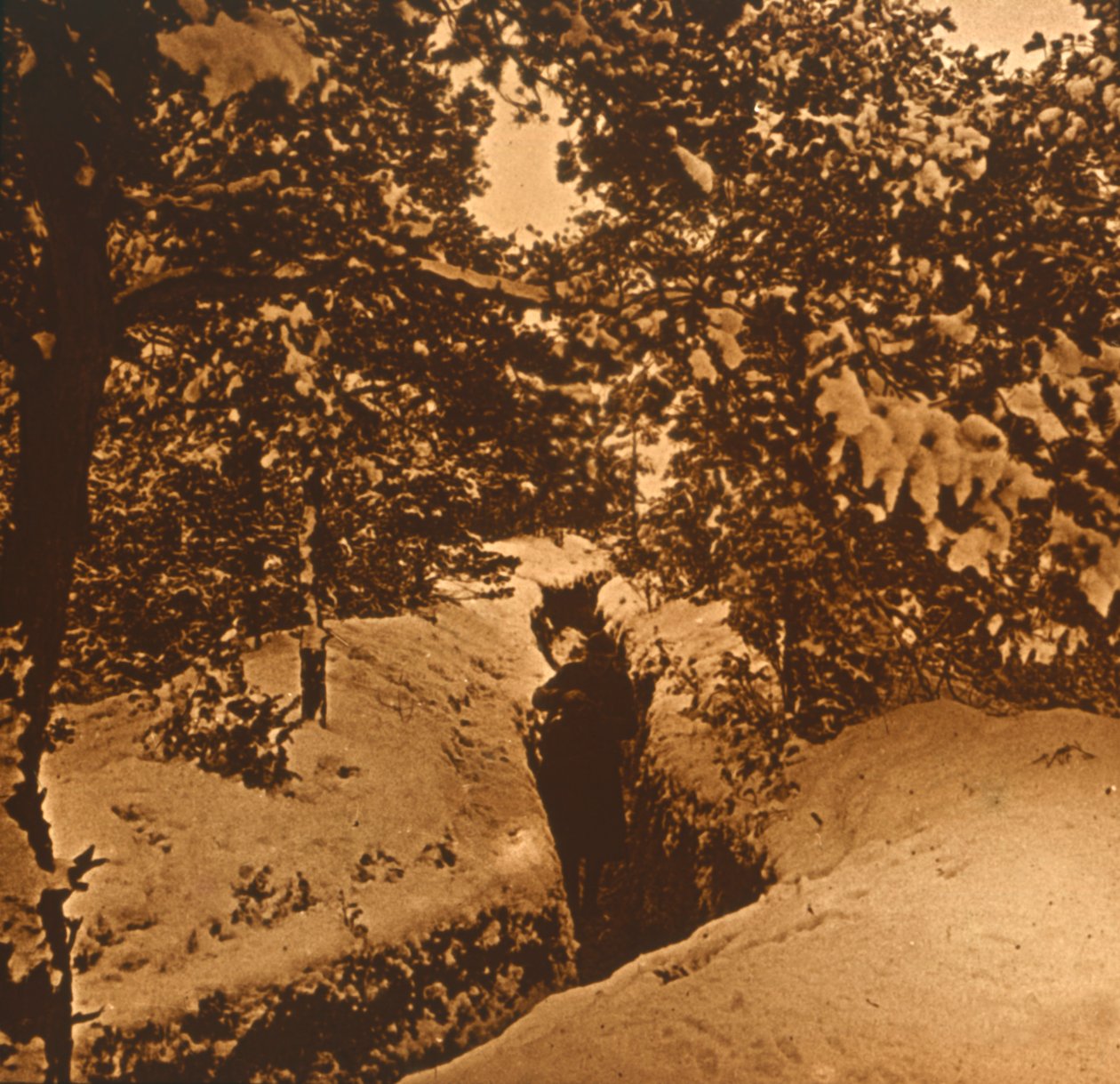 Trincheiras sob pinheiros, c1914-c1918 de Unbekannt