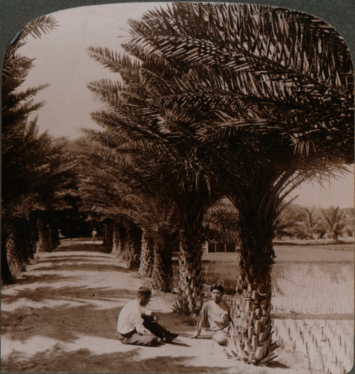 Beleza tropical de uma avenida de tamareiras, Moanalua perto de Honolulu, H. Is. c1900 de Unbekannt