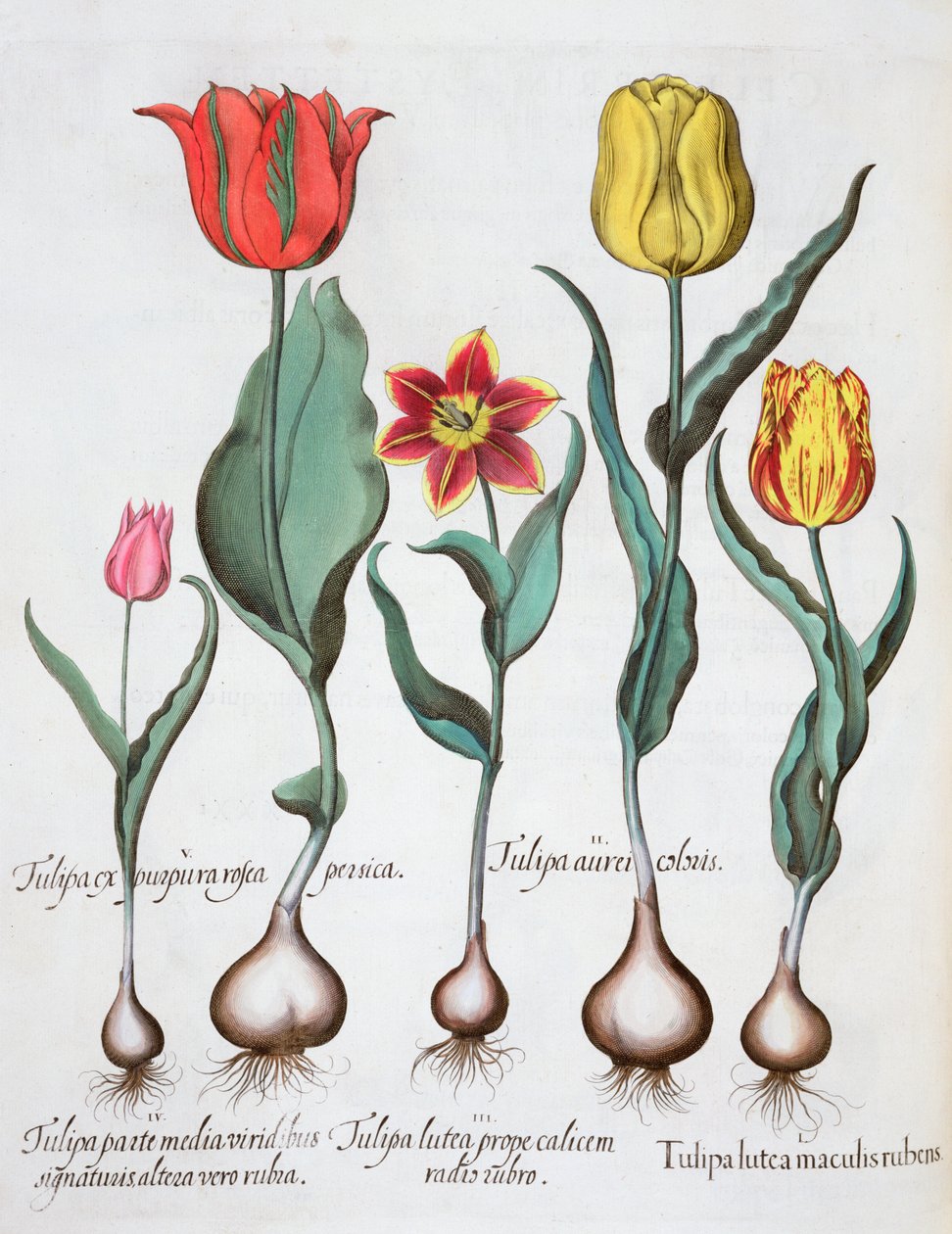 Tulipas, 1613 de Unbekannt