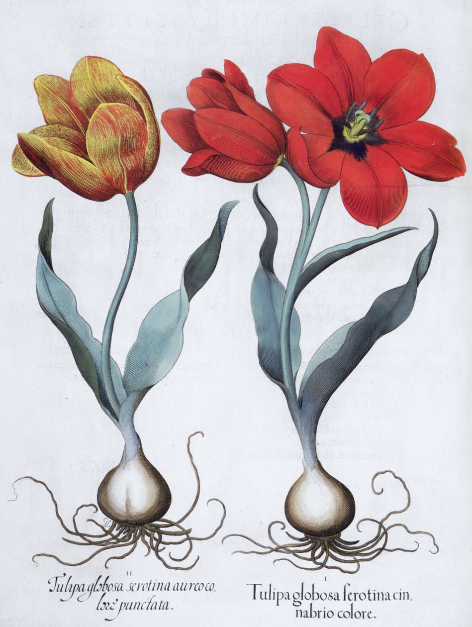 Tulipas, 1613 de Unbekannt