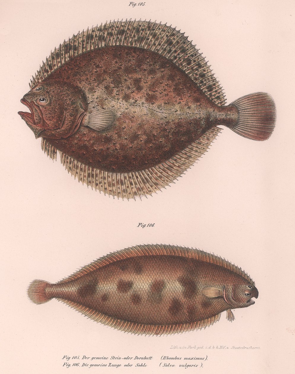 Pregado, Rhombus maximus, Sola comum Solea vulgaris, c.1850s de Unbekannt