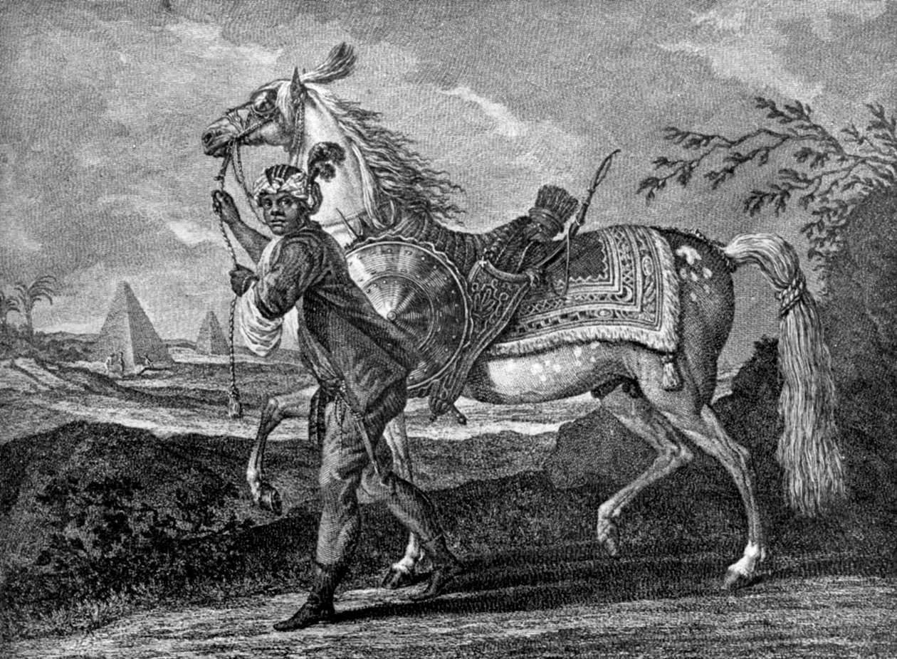 Cavalo árabe turco, 1722 1938 de Unbekannt