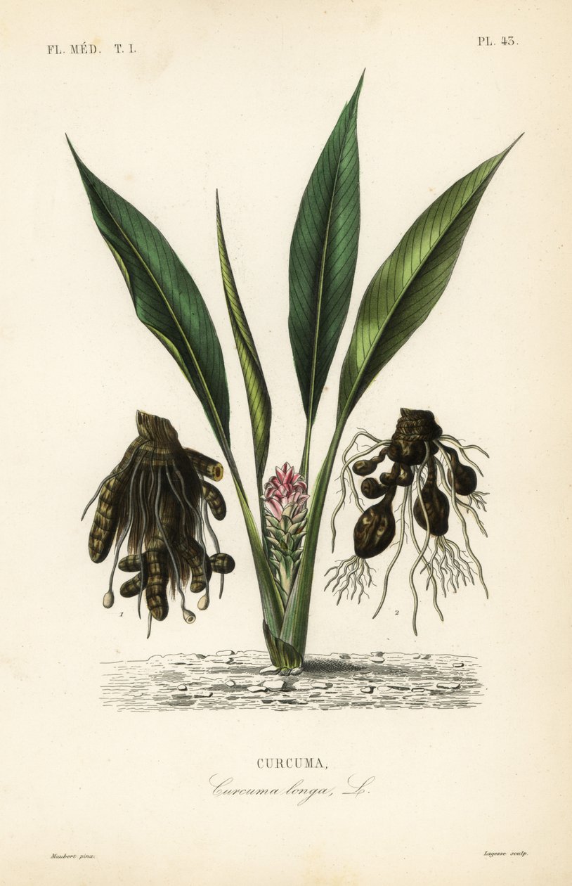 Cúrcuma longa, Curcuma turco ou ukon, Curcuma longa, Curcuma de Unbekannt