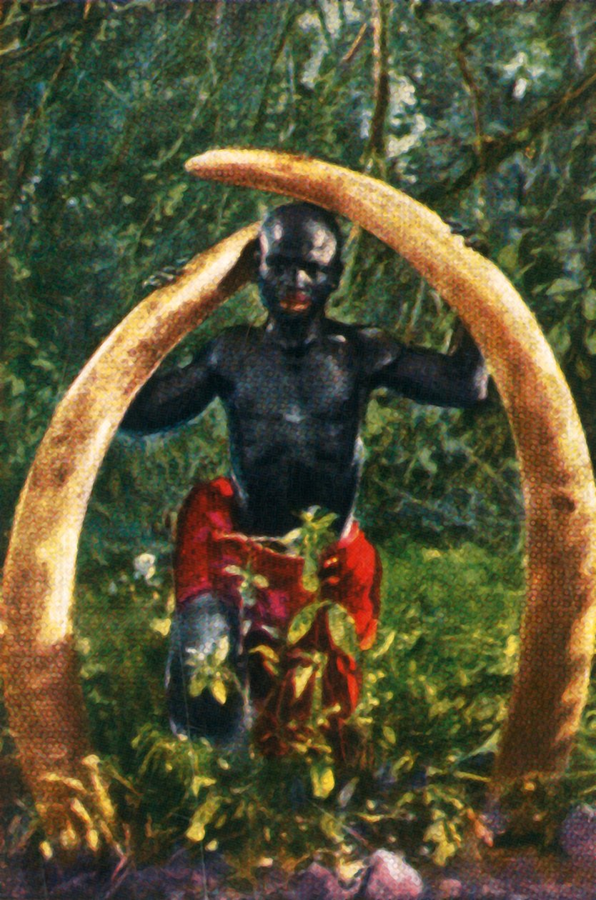 Presas de um elefante africano, c1928. de Unbekannt
