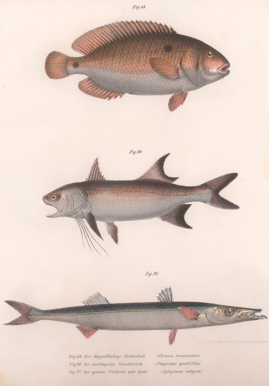 Bimaculus de dois pontos, redfin africano, barracuda comum, c.1850s de Unbekannt