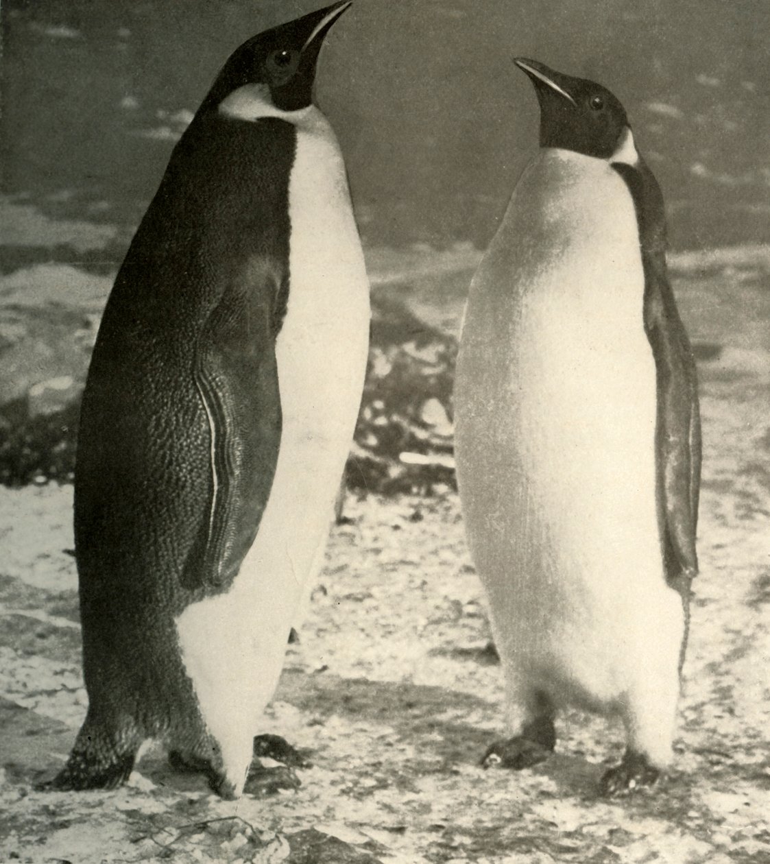 Dois pinguins-imperador, c1908, 1909. de Unbekannt