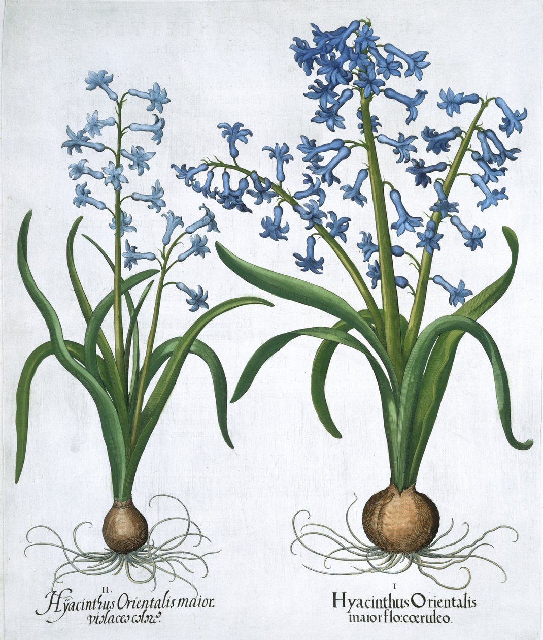 Dois jacintos azuis, 1613 de Unbekannt