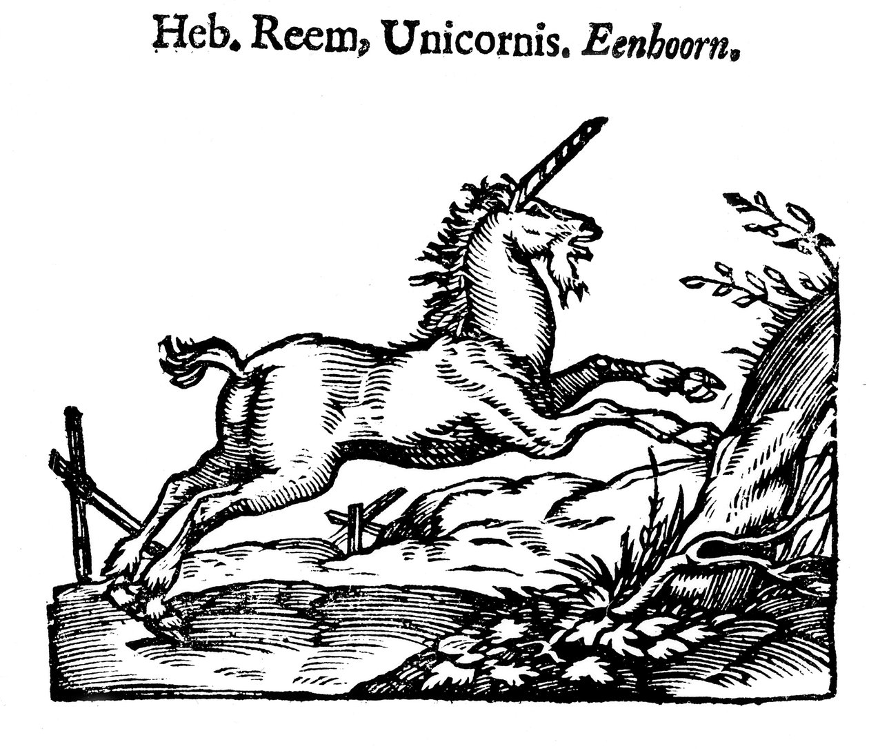 Unicórnio, 1644 de Unbekannt