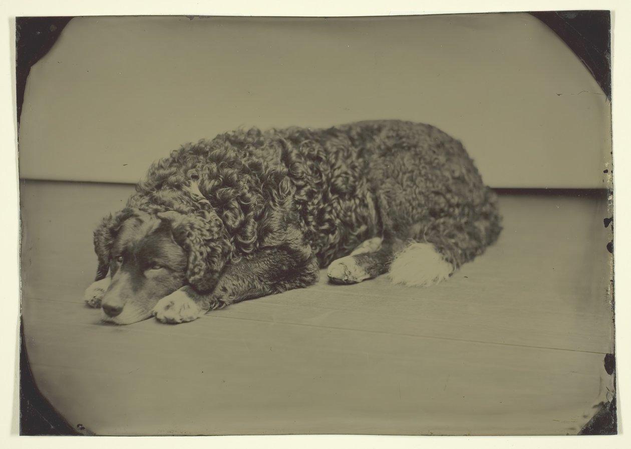 Cão sem título, 185099. de Unbekannt