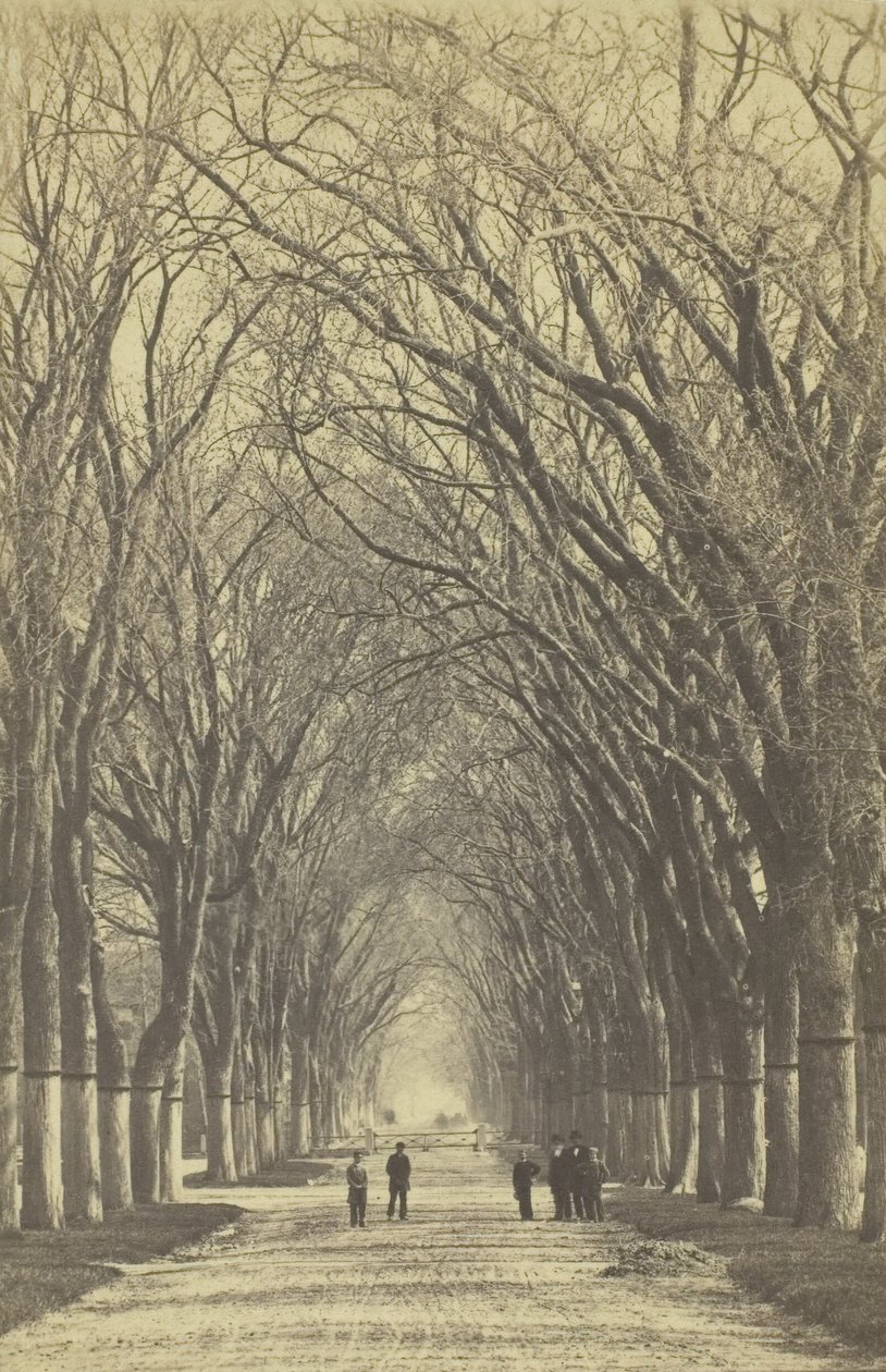 Avenida de árvores sem título, 1840-1900. de Unbekannt