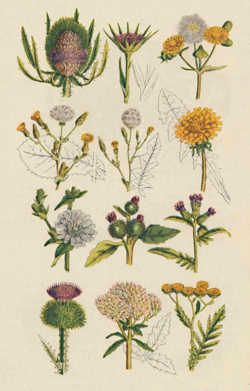 Variedades de flores silvestres britânicas, 1947 de Unbekannt