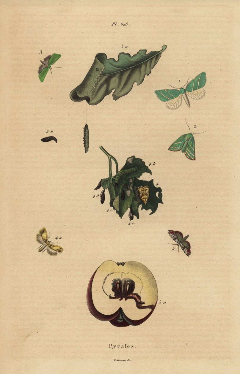 Variedades de mariposas pirálidas, Pyralidae, causando danos às folhas e frutos de Unbekannt
