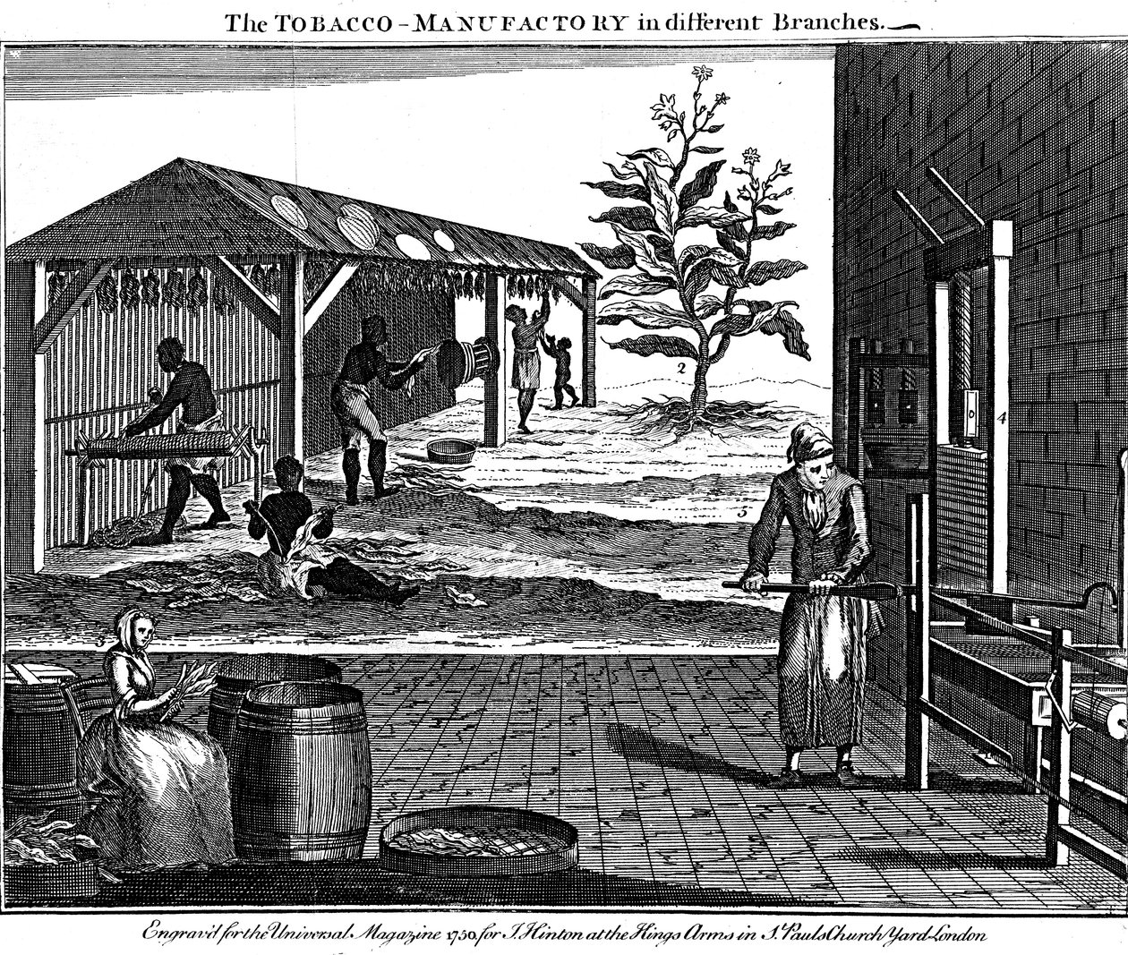 Várias etapas na produção de tabaco, Virginia, EUA, 1750 de Unbekannt