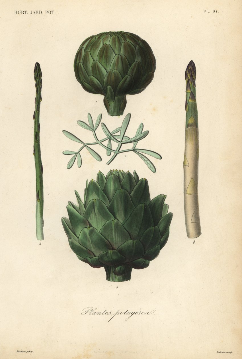 Legumes, Plantes potageres de Unbekannt