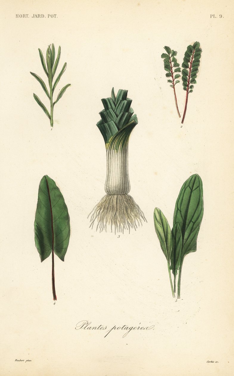 Legumes, Plantes potageres de Unbekannt