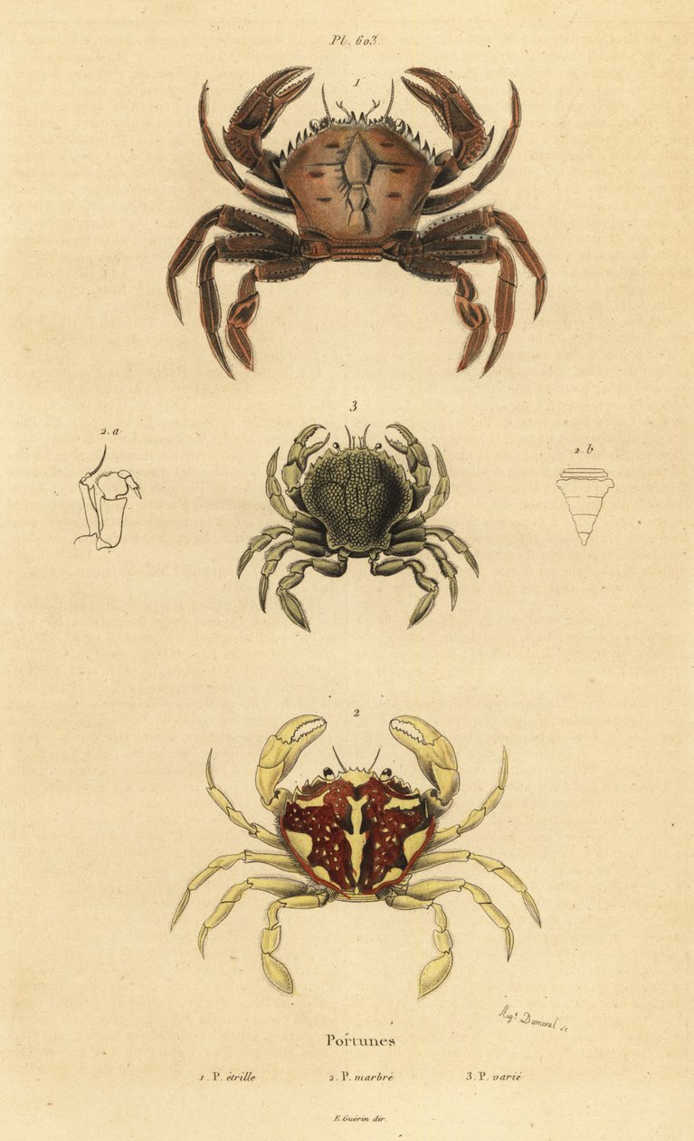 Caranguejo veludo, Necora puber 1, caranguejo marmoreado, Liocarcinus marmoreus 2, e Pennant
