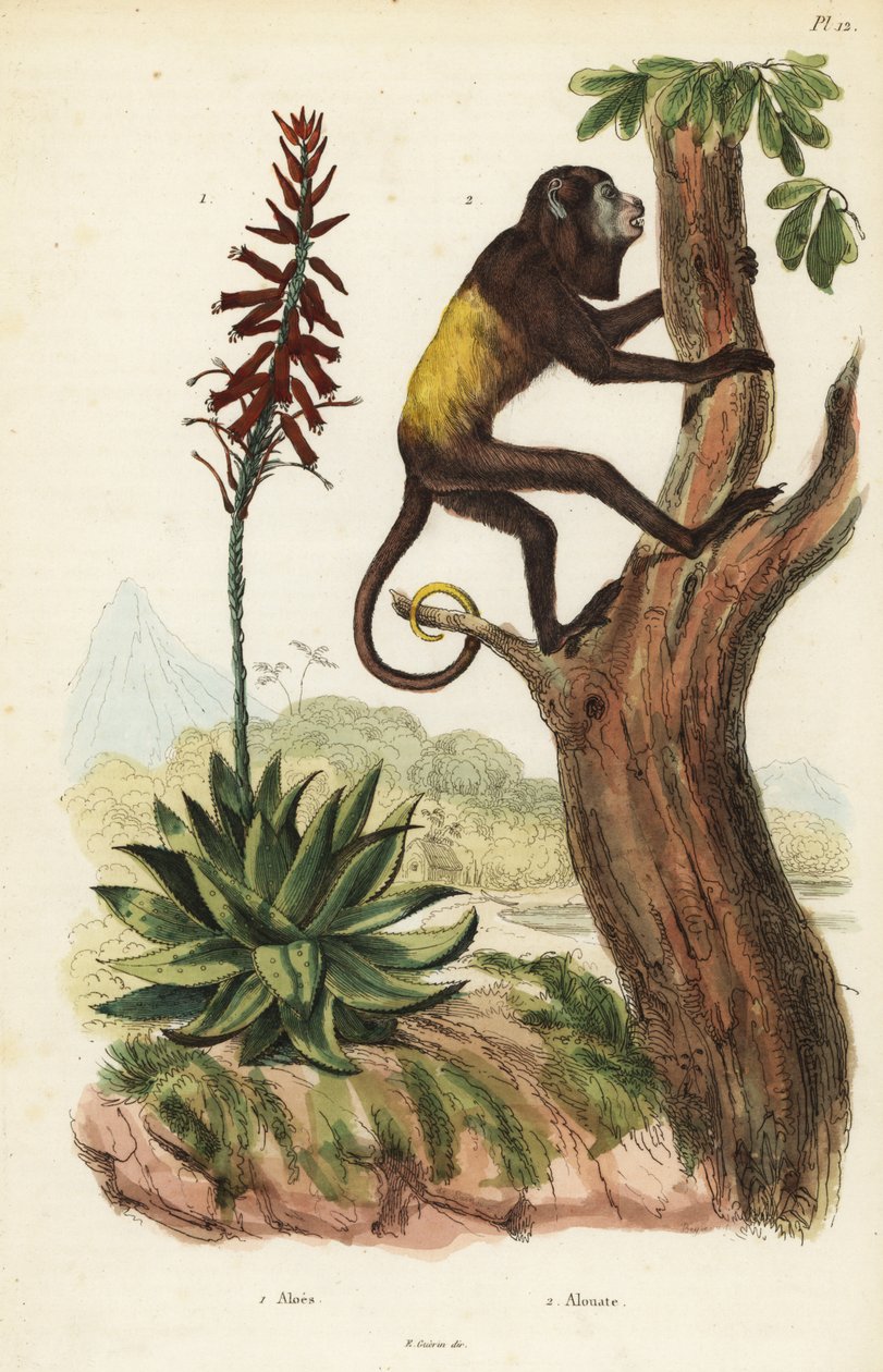 Uivador vermelho venezuelano, Alouatta seniculus 2, e Aloe vera de Unbekannt