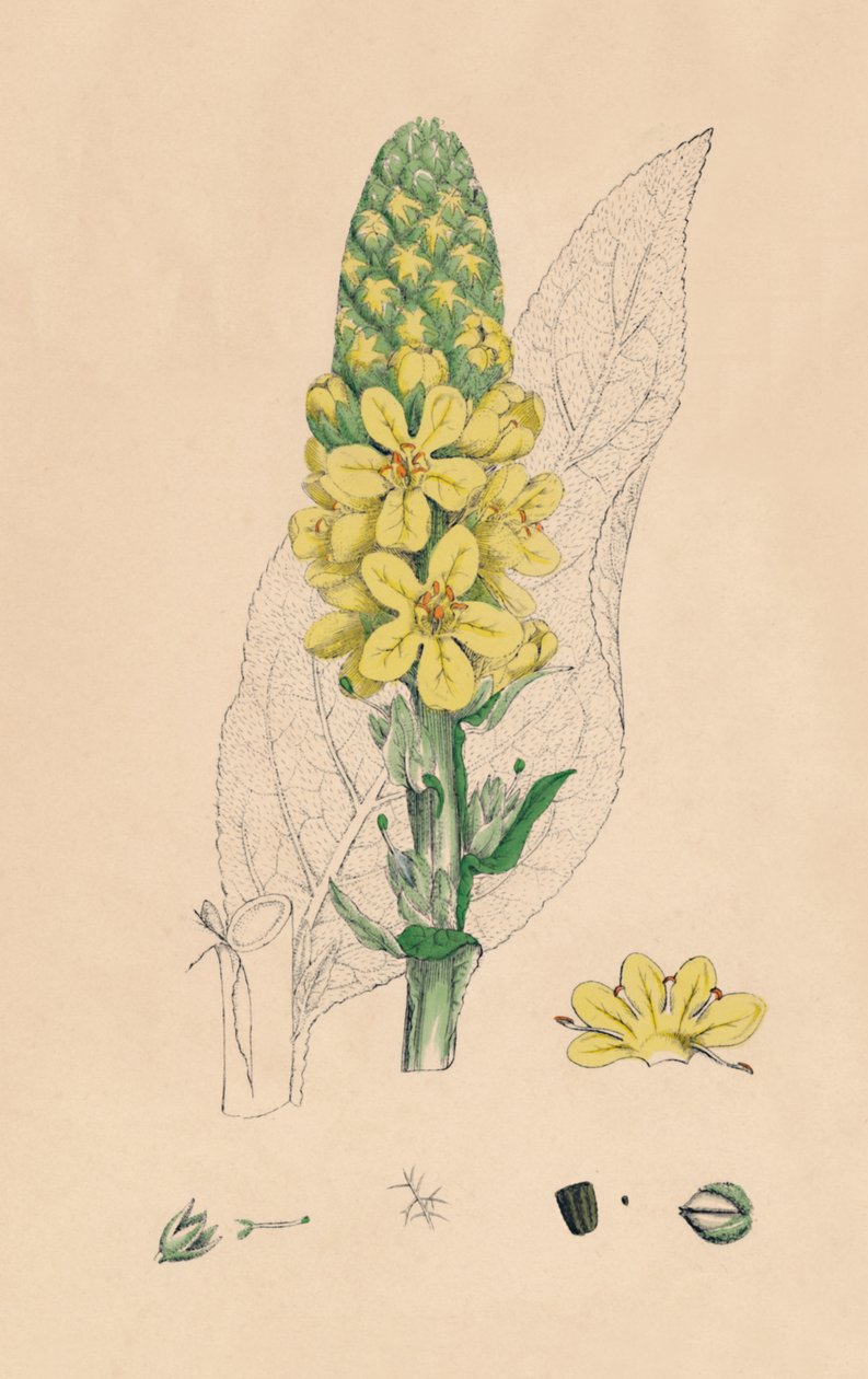 Verbascum Thapsus. Verbasco, século XIX de Unbekannt