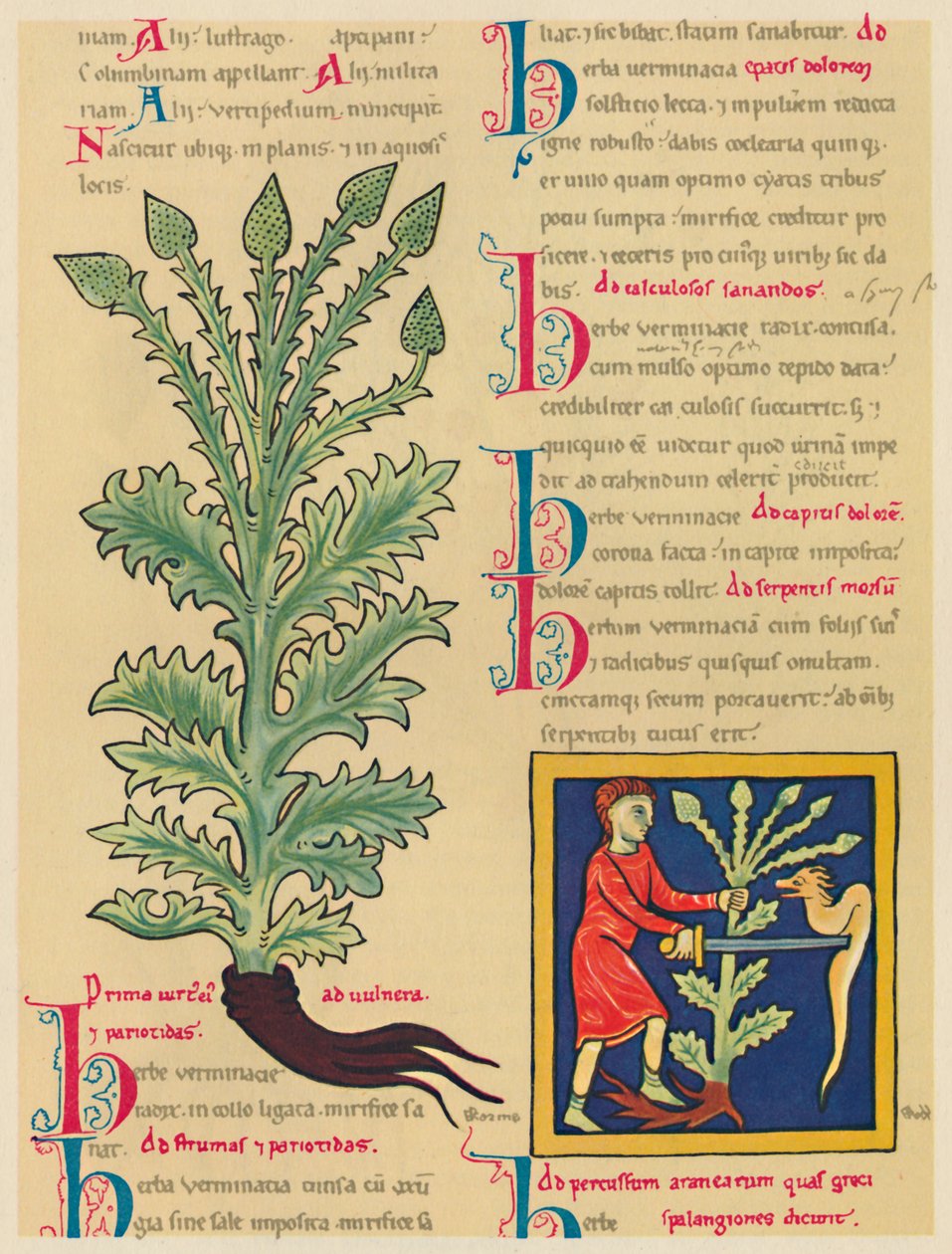 Verbena ou Vervain, 1947 de Unbekannt