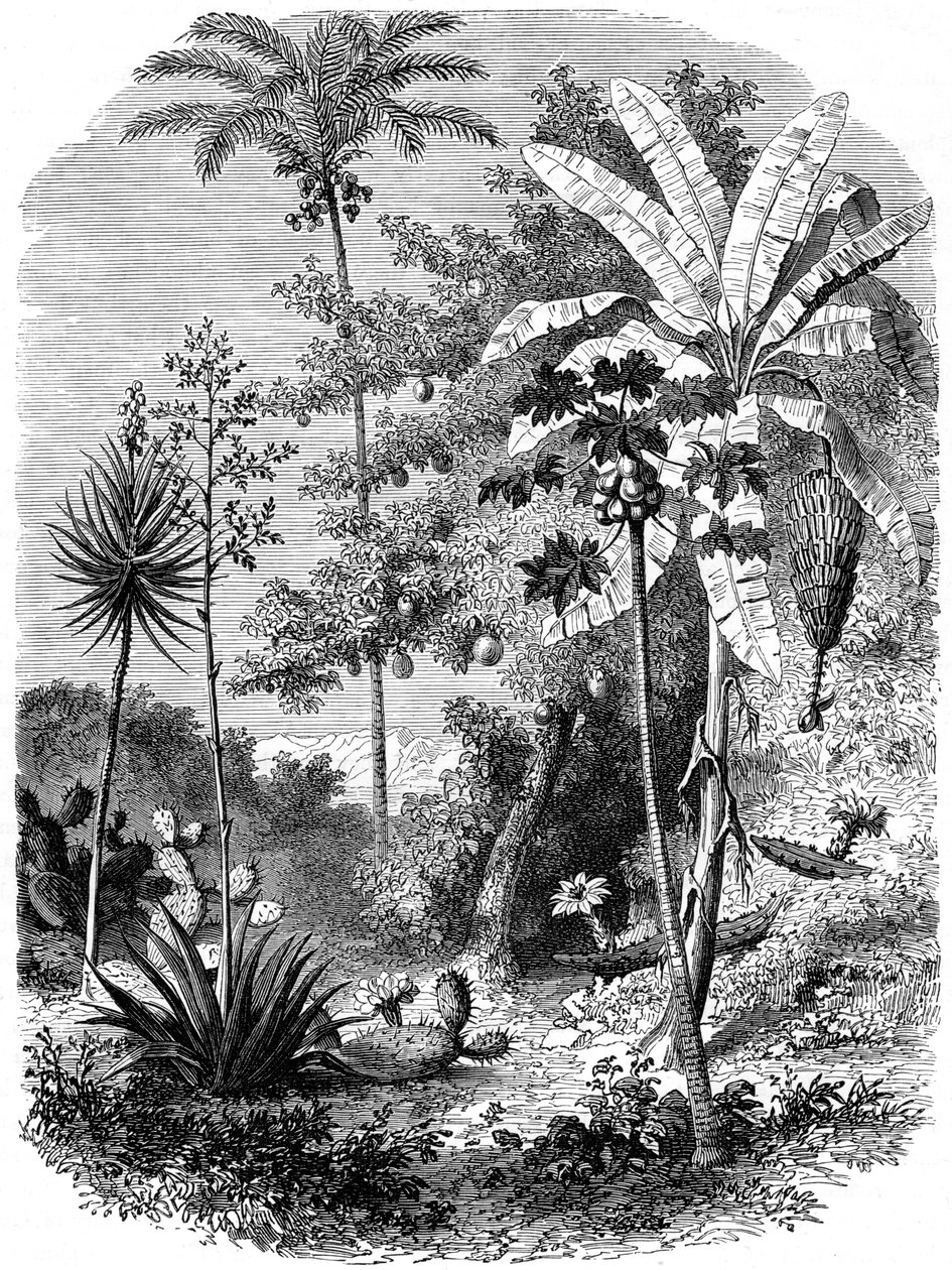 Vista do cano principal espanhol, Guatemala, 1877 de Unbekannt