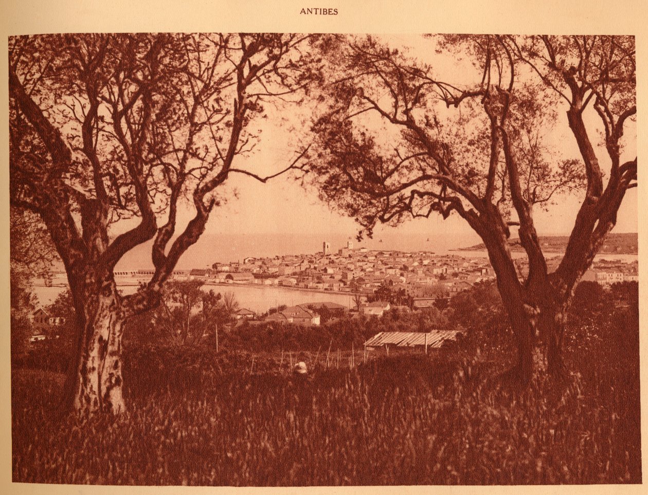 Vista através das oliveiras-árvores a Antibes, 1930. de Unbekannt