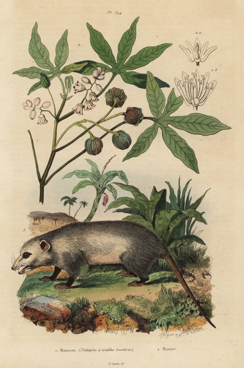 Virginia opossum, Didelphis virginiana 1, e mandioca ou yuca, Manihot esculenta 2 de Unbekannt