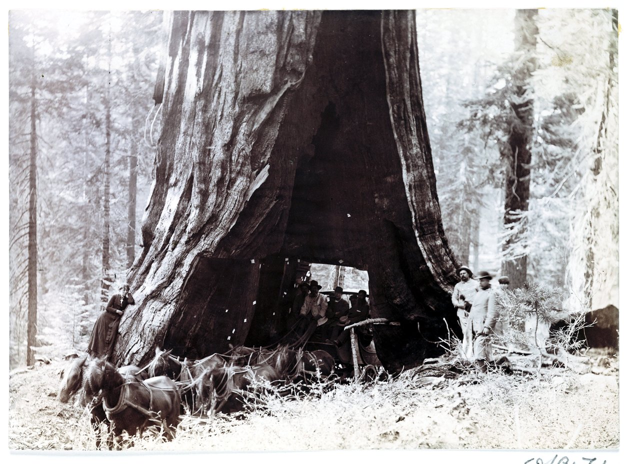 Vagão passando por uma árvore gigante, América do Norte, c 1900 de Unbekannt