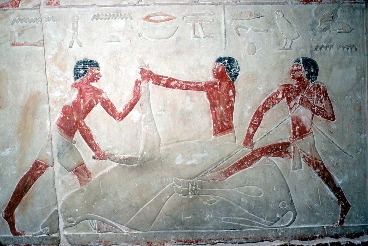 Pintura mural de 3 açougueiros cortando uma carcaça, Tumba de Idut, 5ª Dinastia, c2350 aC de Unbekannt