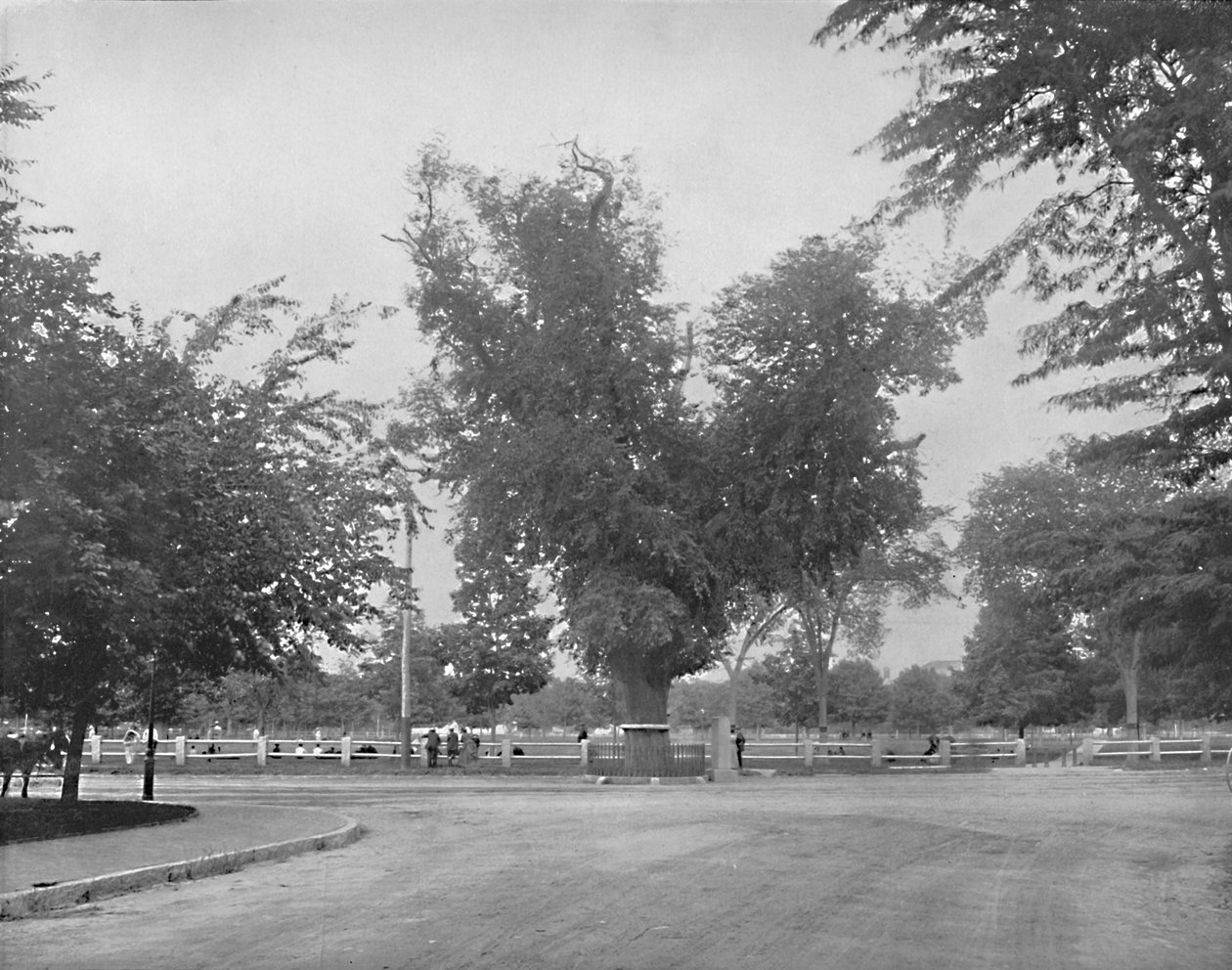 Washington Elm, Cambridge, Massachusetts, c1897. de Unbekannt