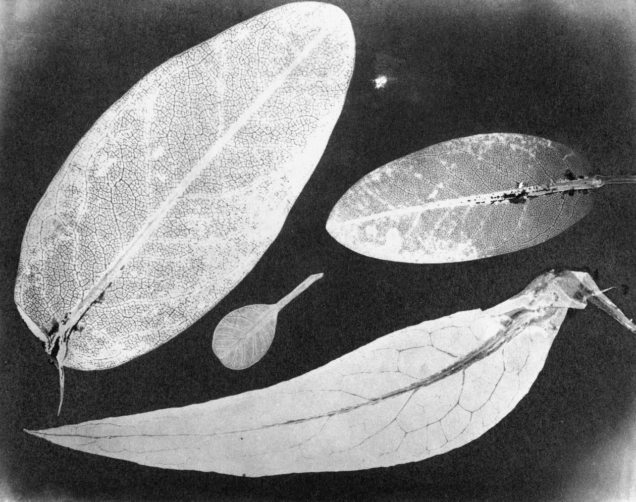 Foto fixa com água Quatro folhas, verão 1839 de Unbekannt