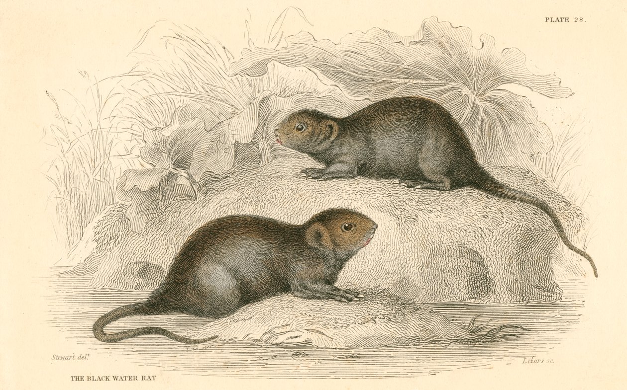 Ratazana da água Arvicola terrestris, também conhecida como rato da água negra, 1828 de Unbekannt