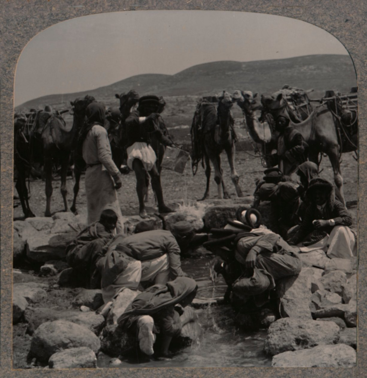 Molhar camelos em Jacobs Well, c1900 de Unbekannt