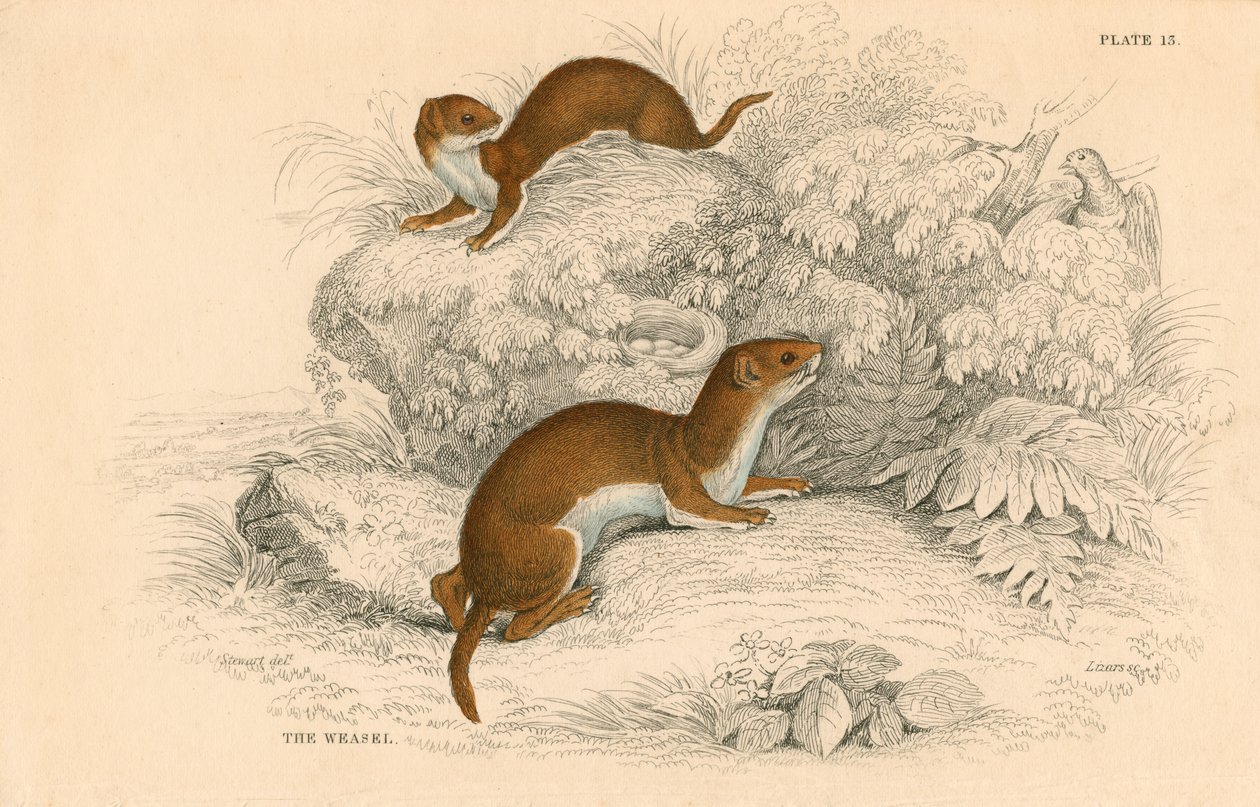 Doninha Putorius nivalisMustela vulgaris, o menor carnívoro europeu, 1828 de Unbekannt