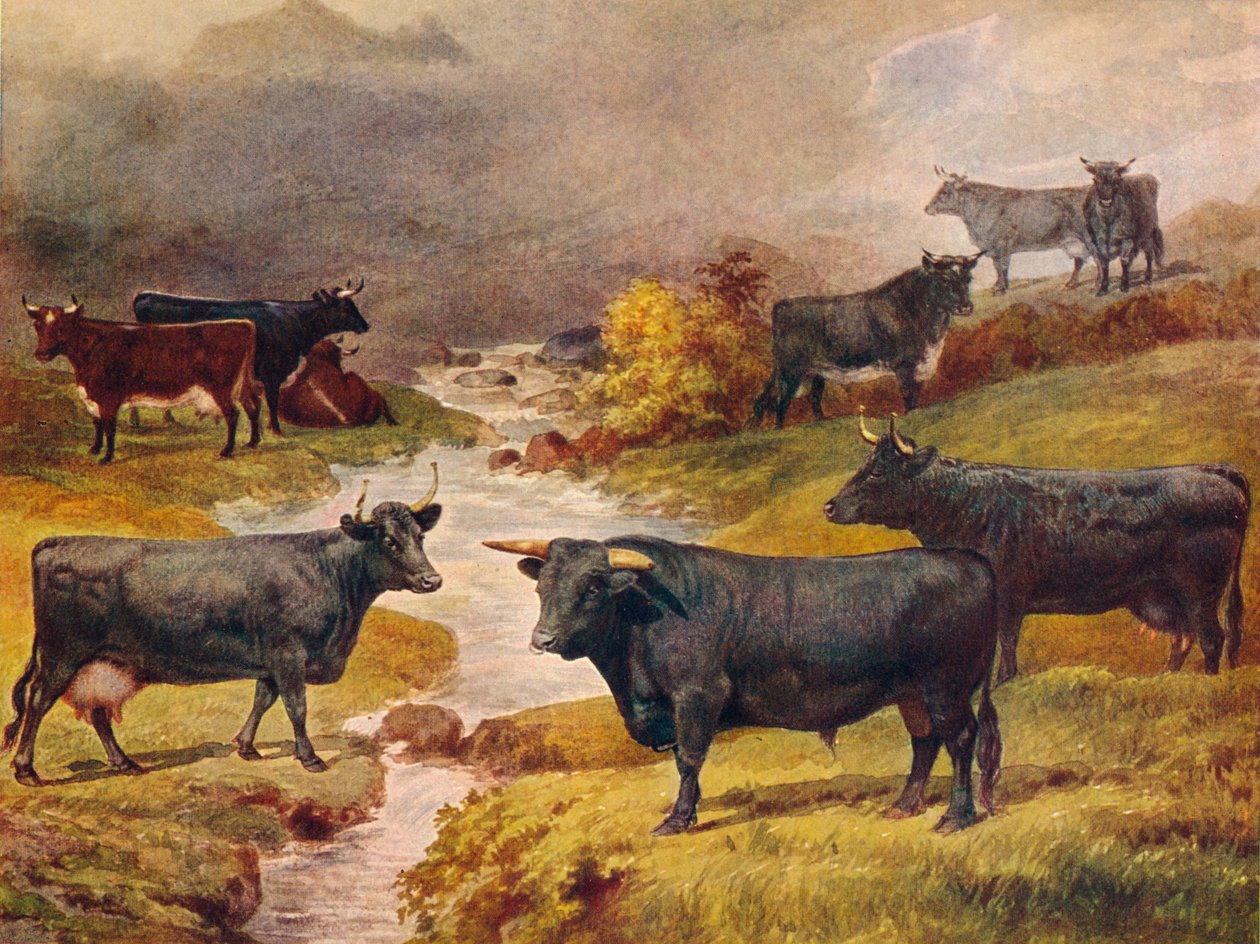 Gado preto galês, c1906 c1910 de Unbekannt