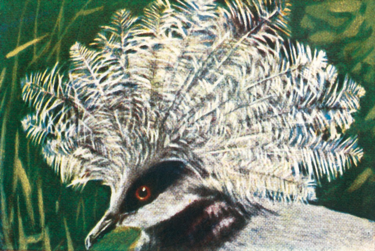 Pombo coroado ocidental, c1928. de Unbekannt