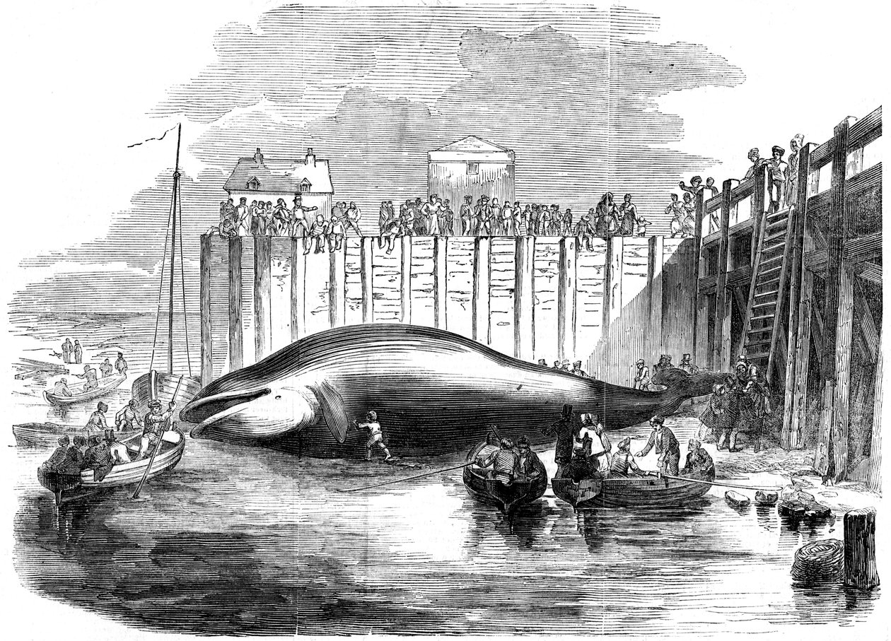 Baleia capturada no Tamisa, Grays, Essex, século XIX de Unbekannt