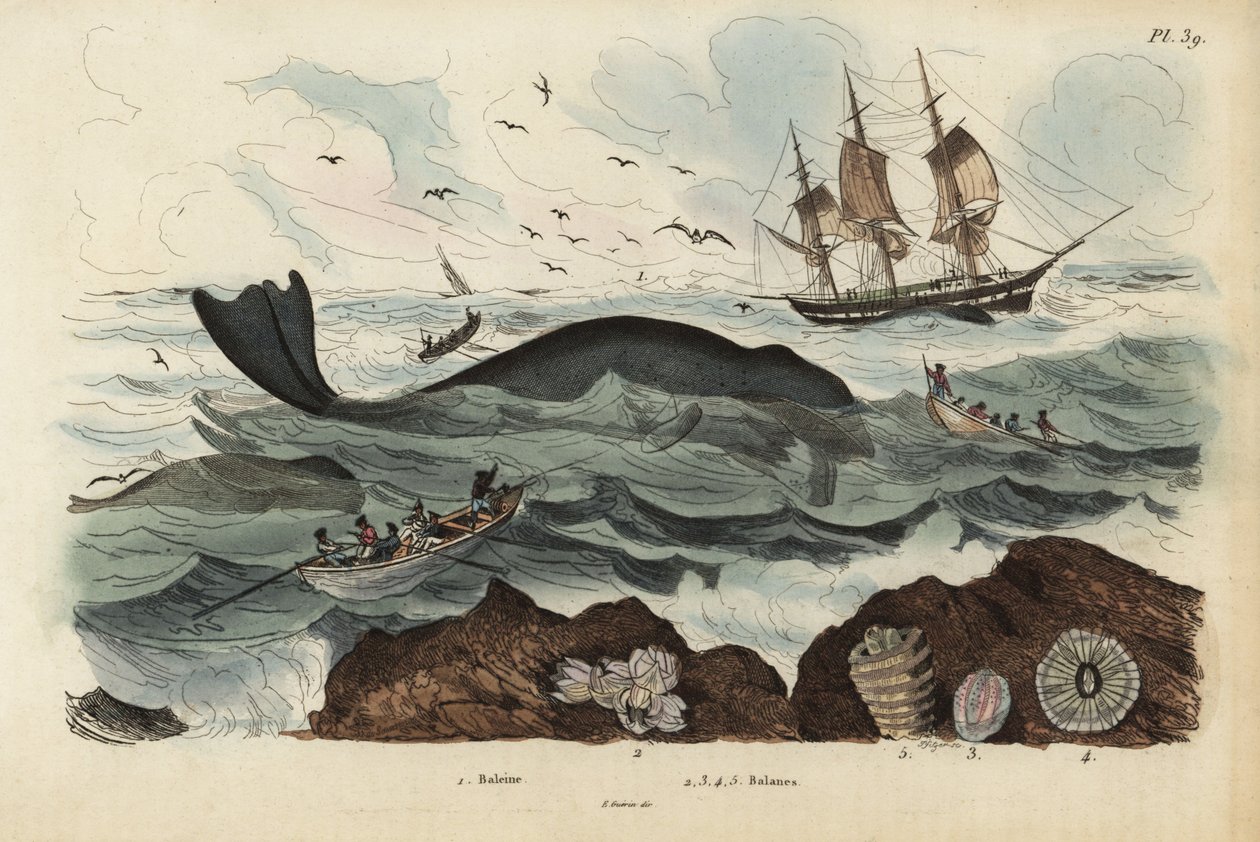 Baleeiros caçando uma baleia franca do Atlântico Norte, Eubalaena glacialis, ameaçada de extinção 1, e cracas 2-5. Baleia-branca, Balenos de Unbekannt