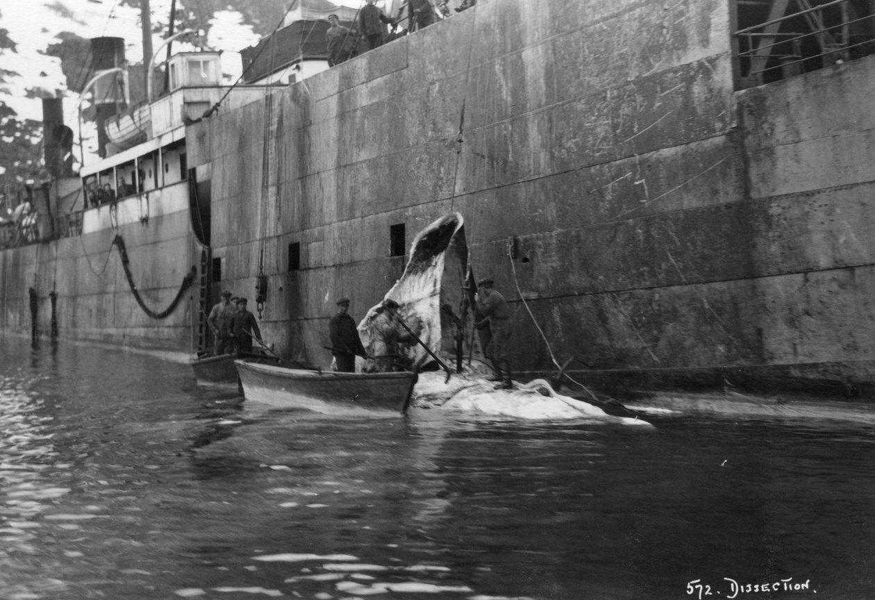 Baleia, Magdalene Bay, Spitzbergen, Noruega, 1929 de Unbekannt