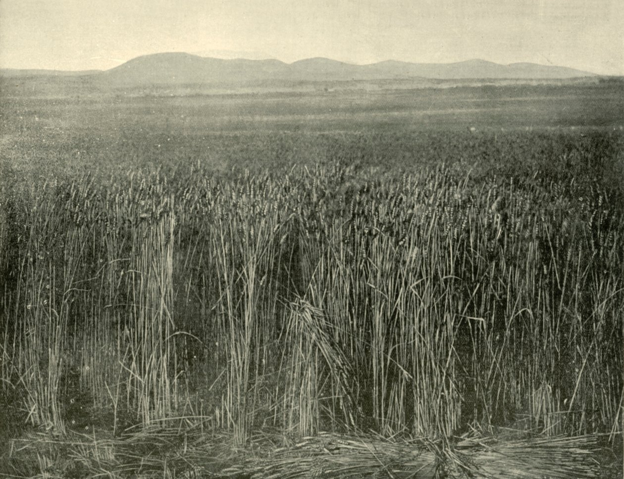 Campo de trigo, Canning Downs, Queensland, 1901. de Unbekannt