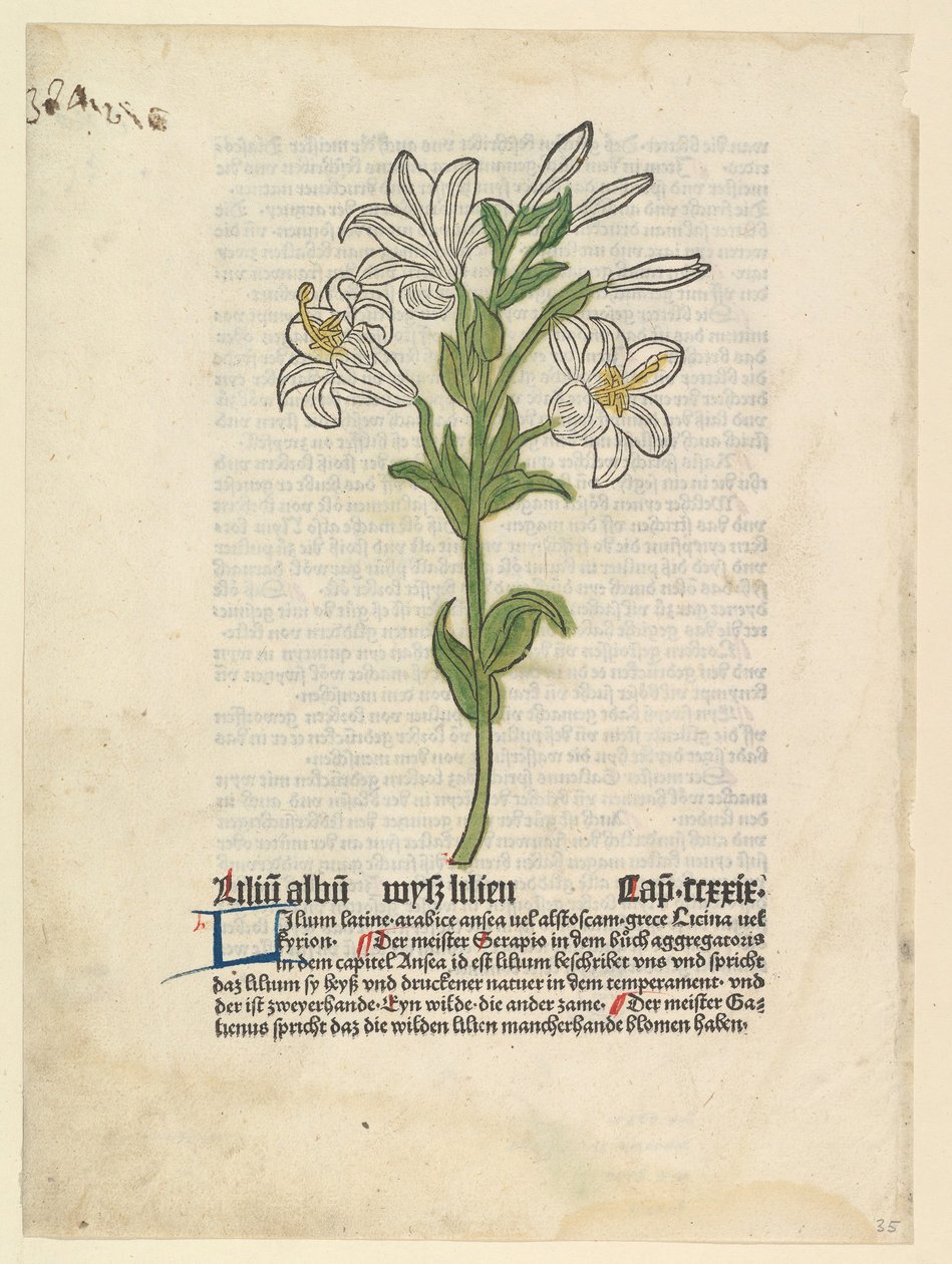 Lírio Branco, ilustração de Gart der Gesundheit Sch.4332, 28 de março de 1485. de Unbekannt