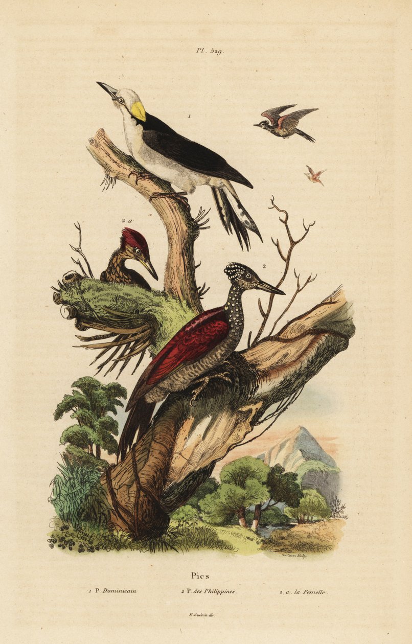 Pica-pau branco, Melanerpes candidus, pica-pau pigmeu filipino, Yungipicus maculatus, macho e fêmea de Unbekannt