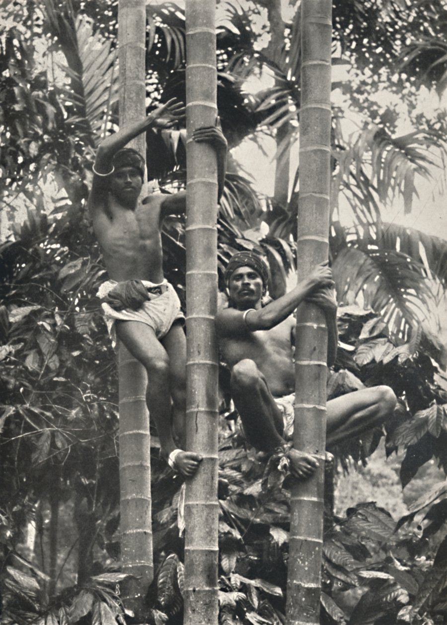 Como os ceiloneses escalam os coqueiros, 1926 de Unbekannt