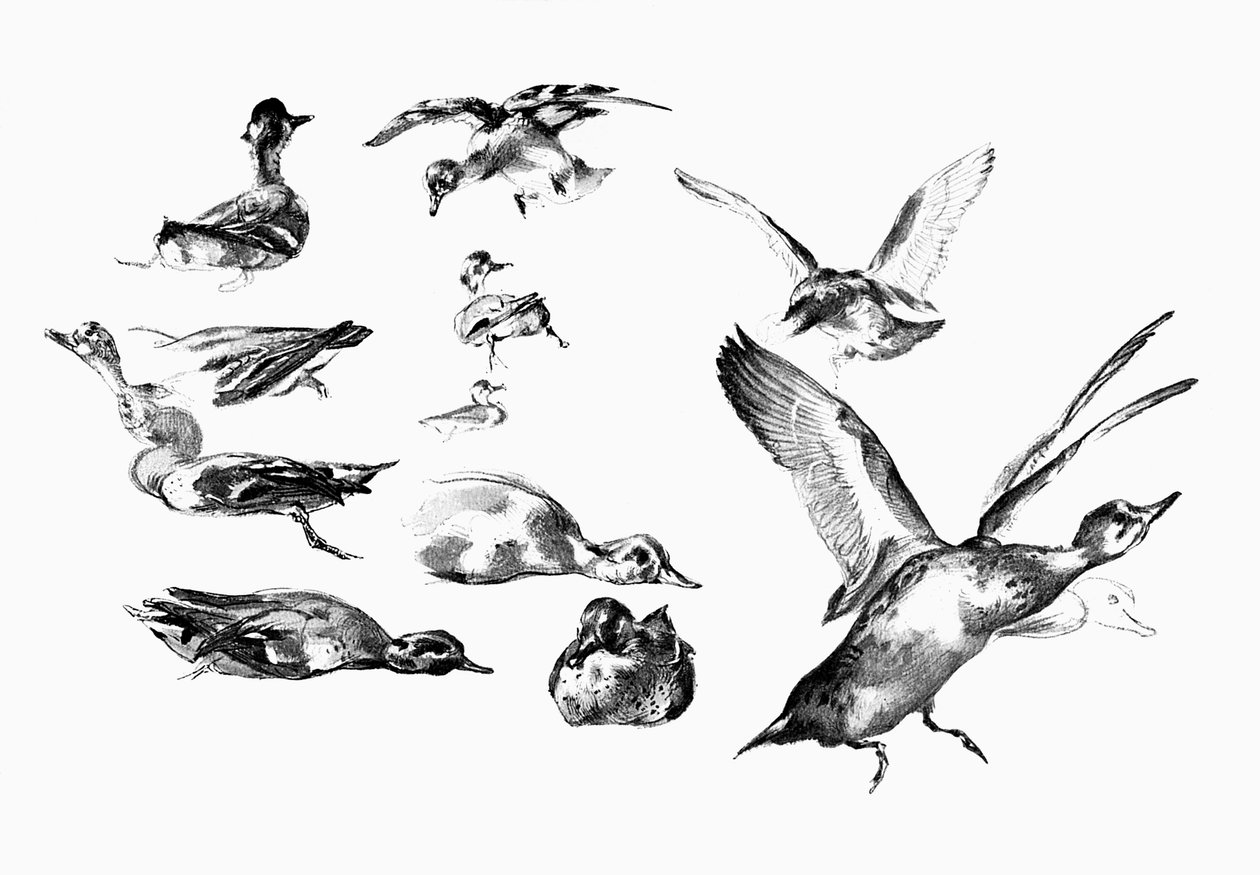Patos selvagens, 1901 de Unbekannt