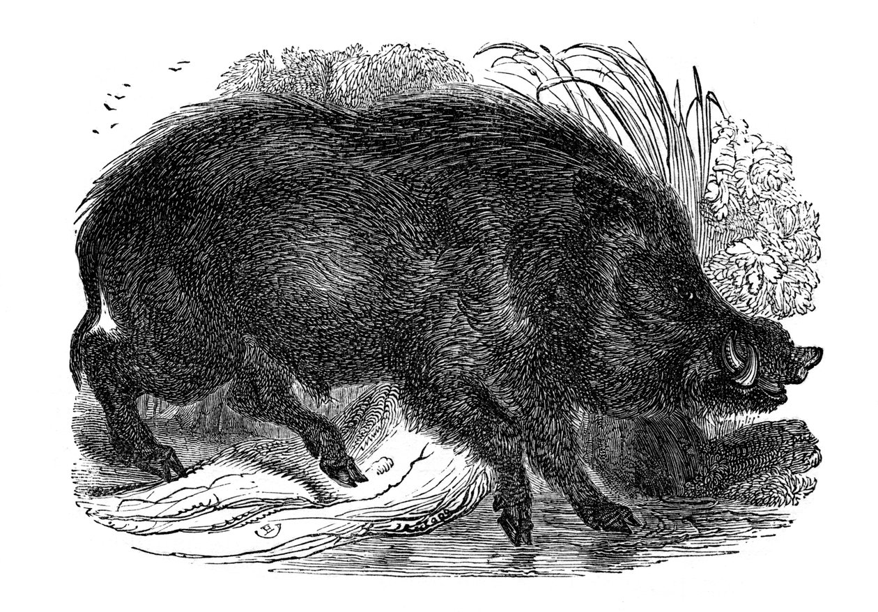 Javali, 1848 de Unbekannt