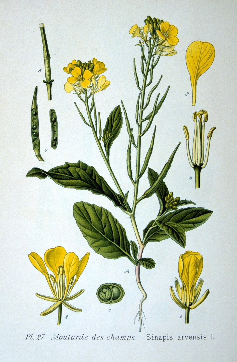 Mostarda selvagem, 1893 de Unbekannt